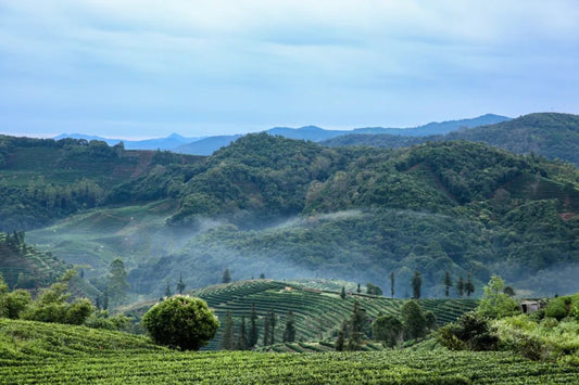 Pu-erh tea harvesting