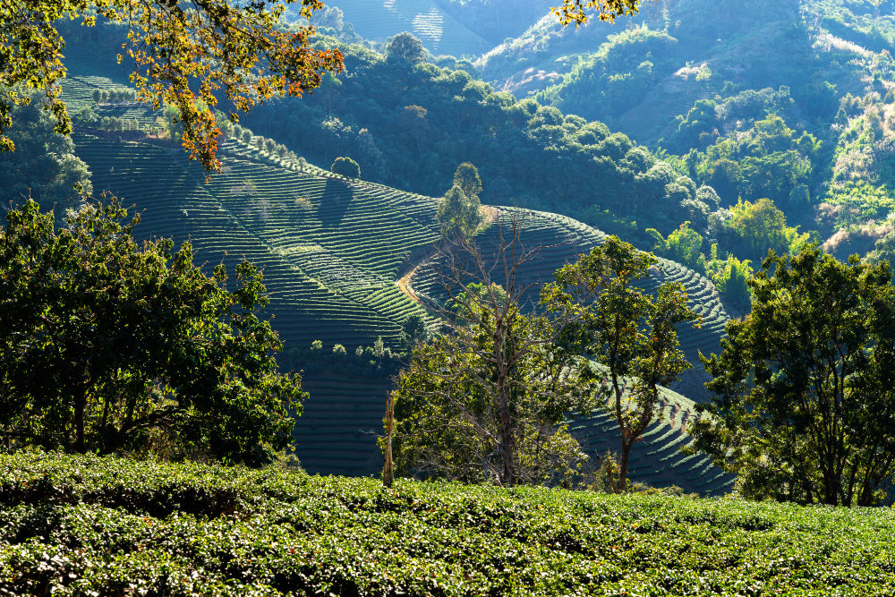 Best Tea Mountains to buy Pu-erh tea online