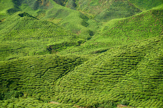 Yunnan Tea mountains