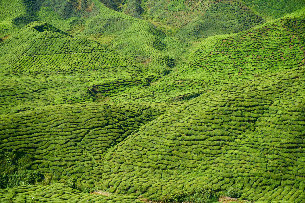 Yunnan Tea mountains