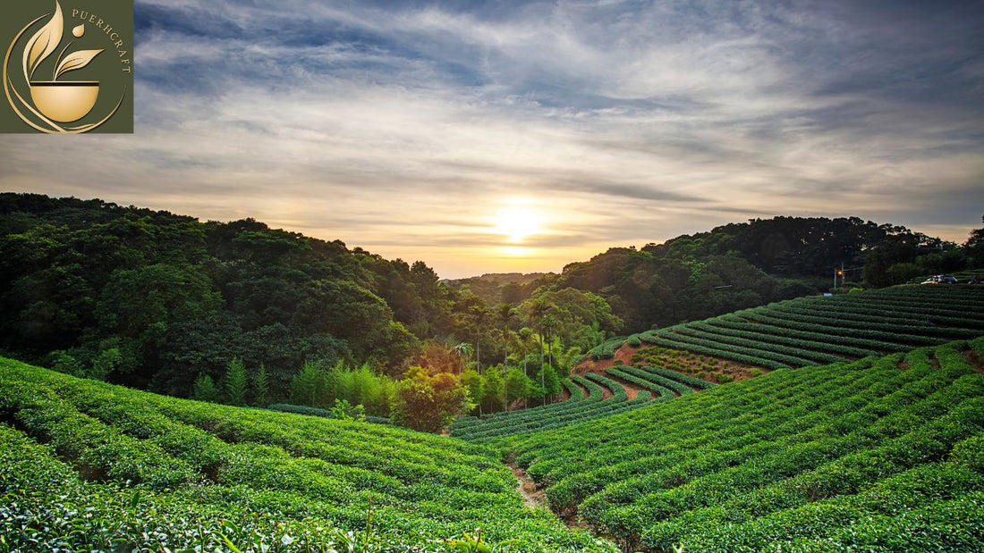 Best Pu-erh tea from Puerh Craft