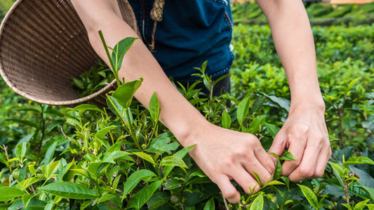 Pu-erh A Sustainable Tea