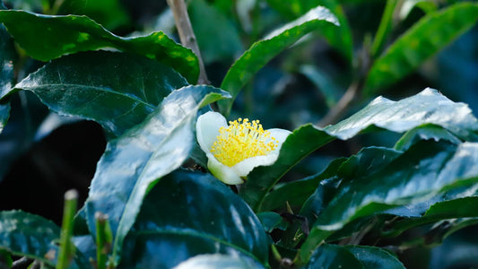 Unique Yunnan Tea Leaves