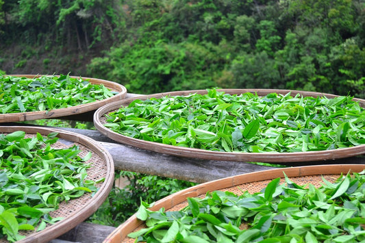 Puerh tea Leaves dried