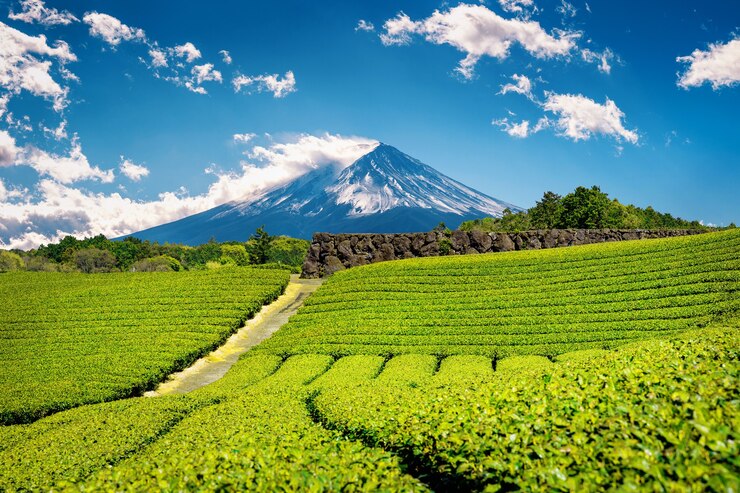 Green tea Fields