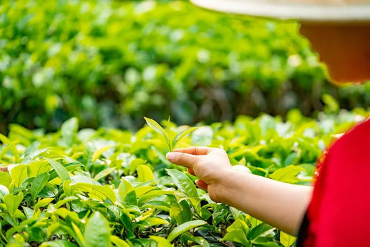 Black Tea Leaves