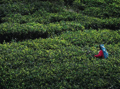 Organic Black Tea and Black Tea Plant