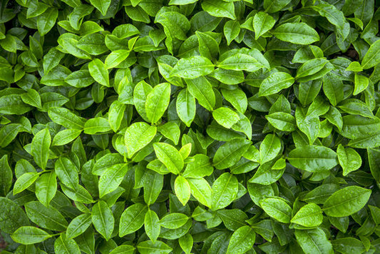 Green Tea Leaves